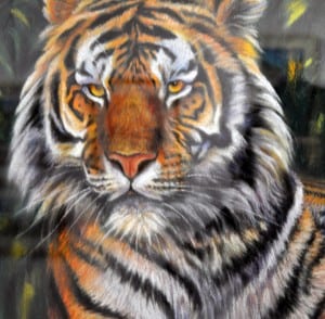 Tiger (close-up detail)