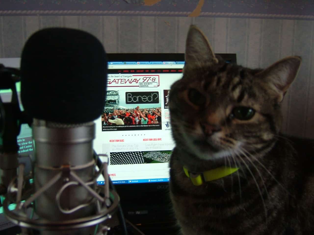 Featured image for “Message From The Station Cat!”