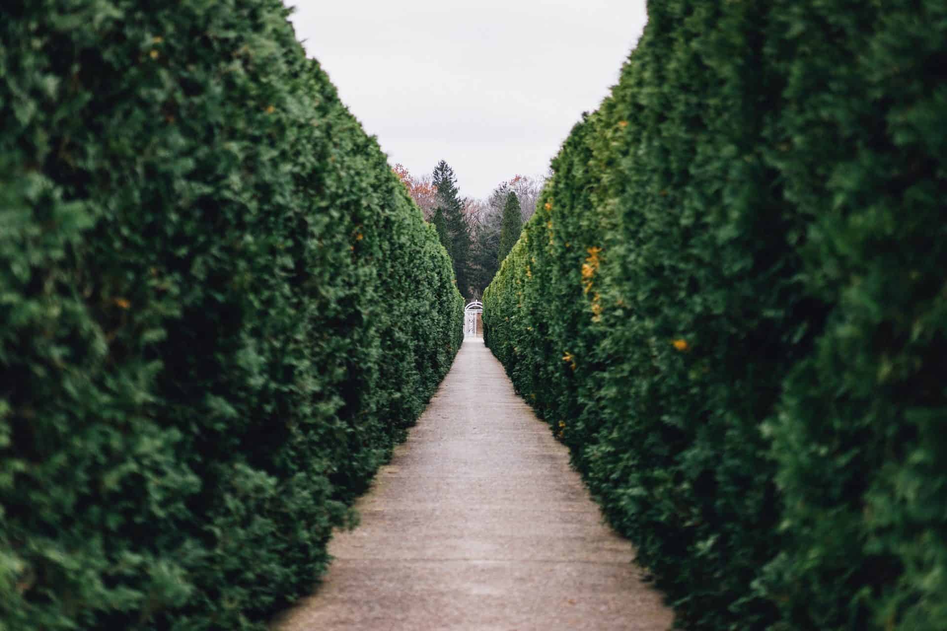 Featured image for “Listen: hedge wars with neighbours”