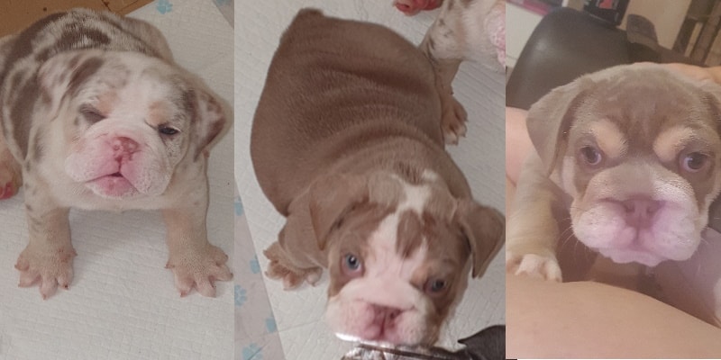 Featured image for “Three puppies stolen in Basildon”