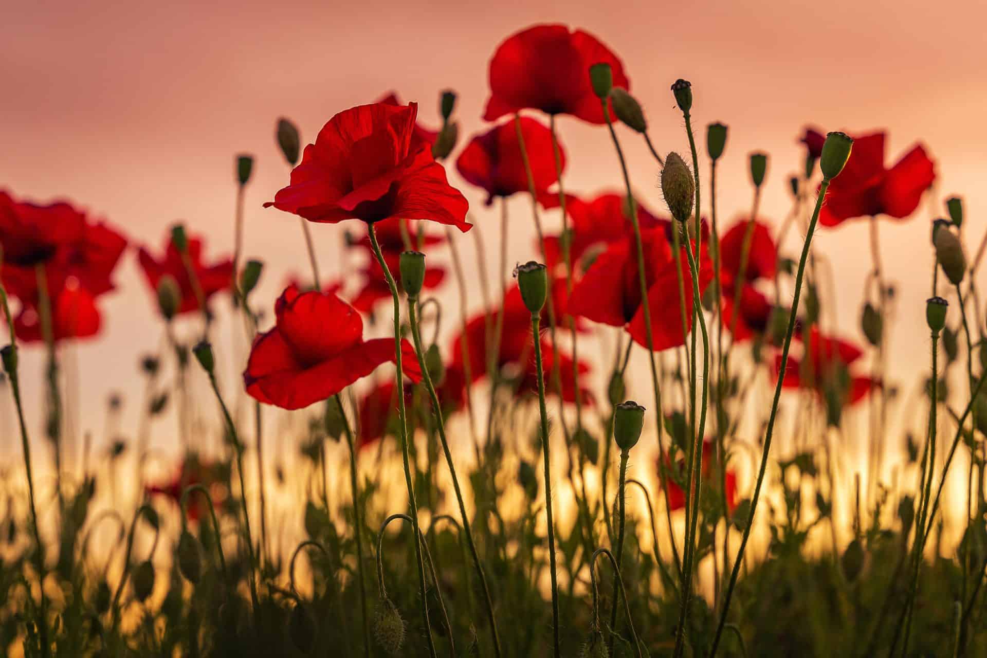 Featured image for “Remembrance Day 2021: We Will Remember Them”