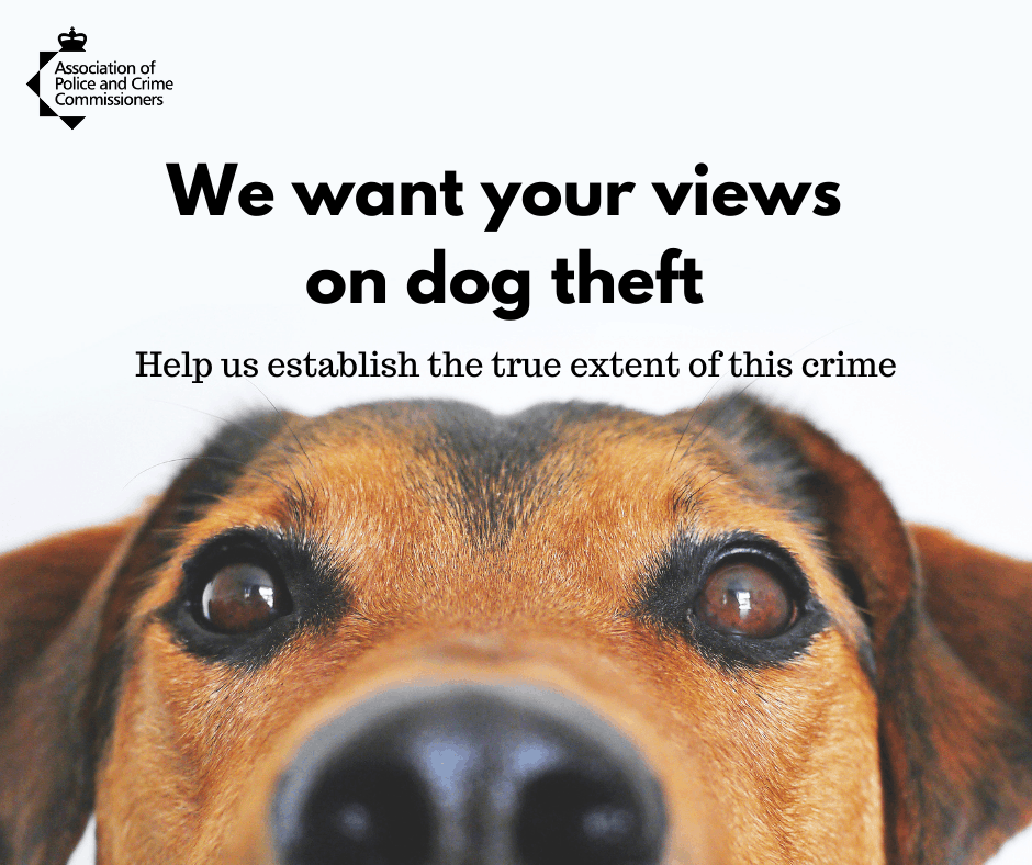 Featured image for “Take part in National Dog Theft Survey”