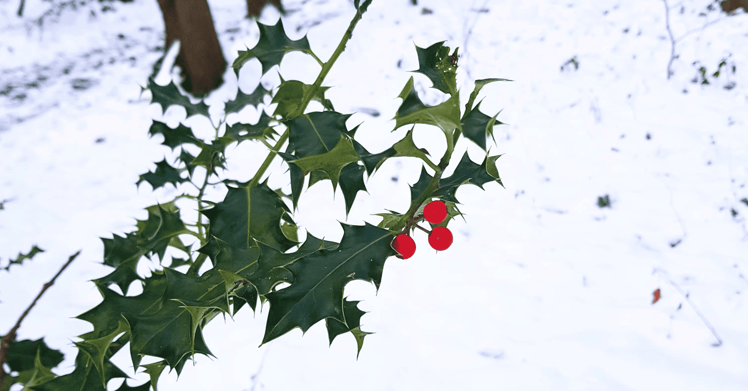 Featured image for “Festive reviews”