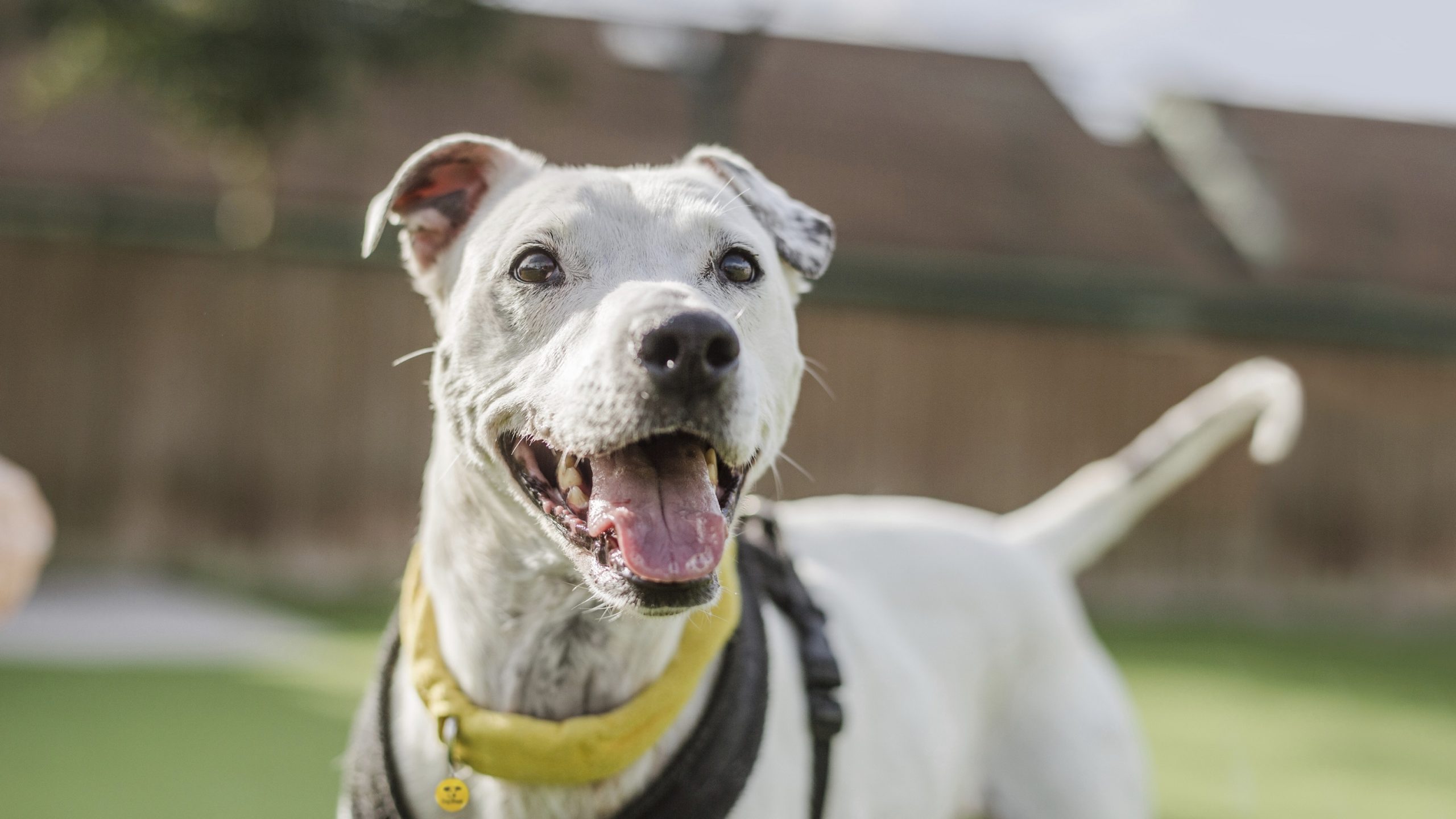 Featured image for “Listen: how to prevent dog bites”
