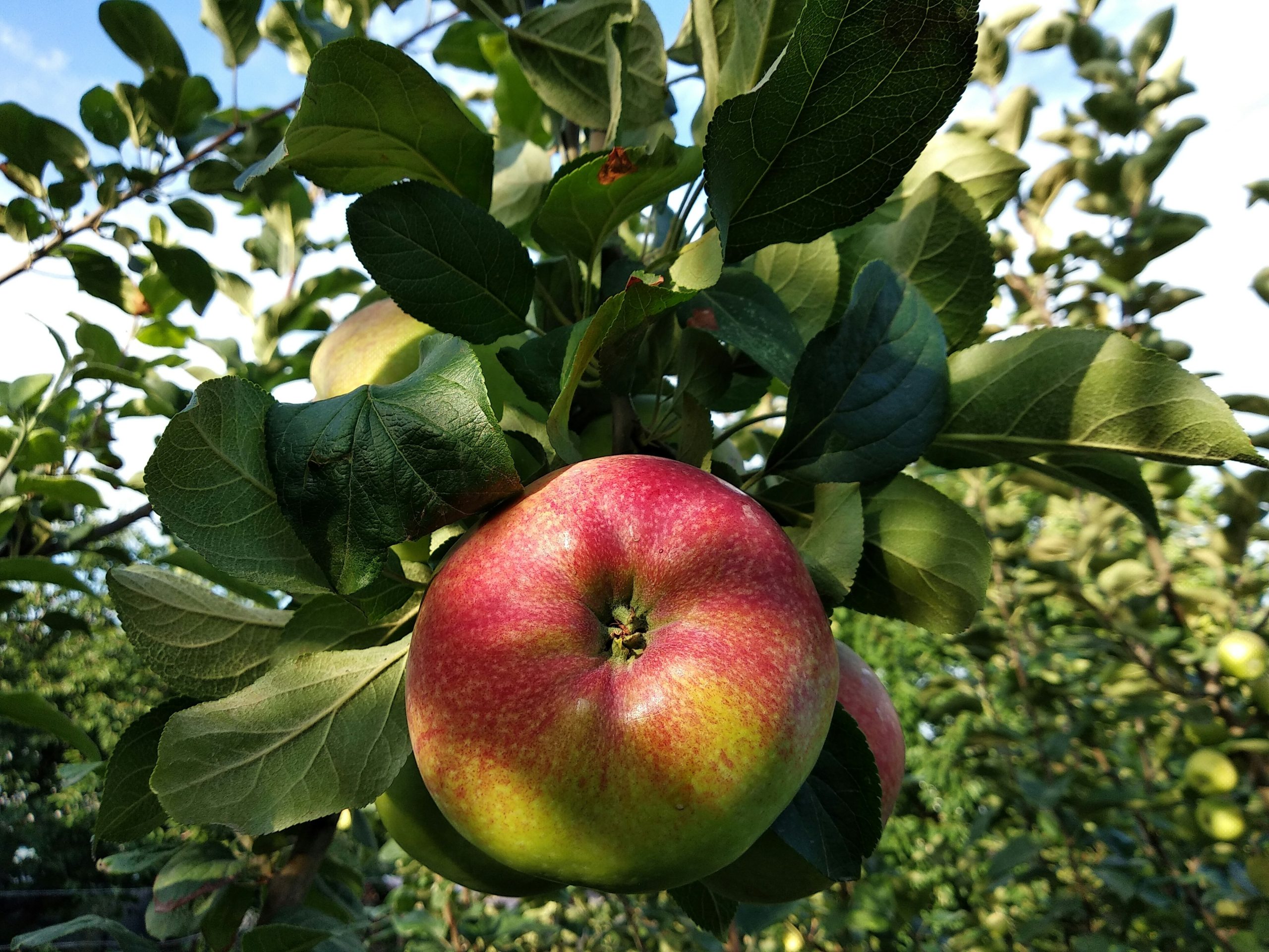 Featured image for “Debunking food myths on National Apple Day”