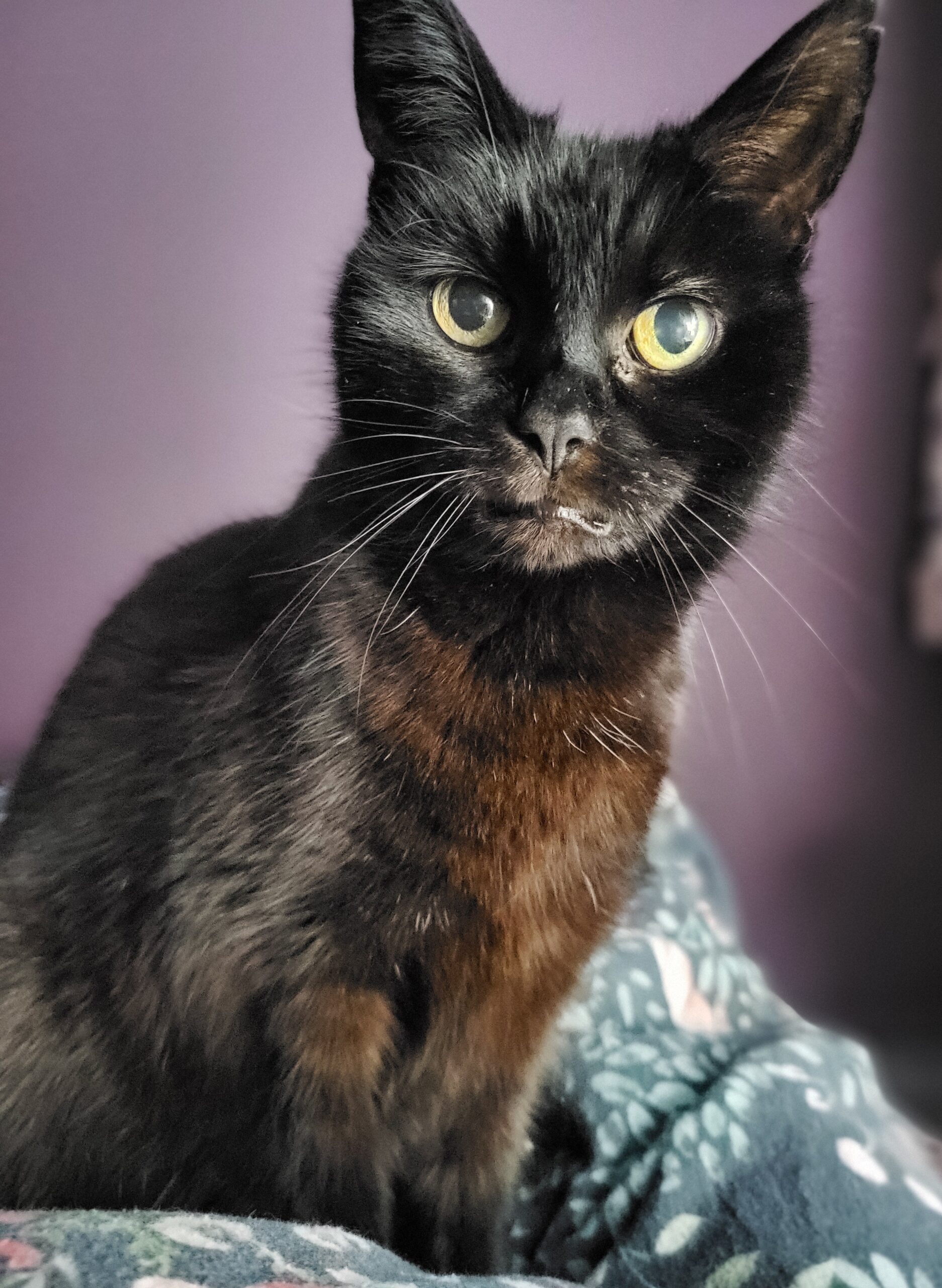 Essex ‘golden girl’ named charity’s oldest cat for Mature Moggies Day